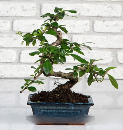  Körfez Çiçek Siparişi Mini Bonsai