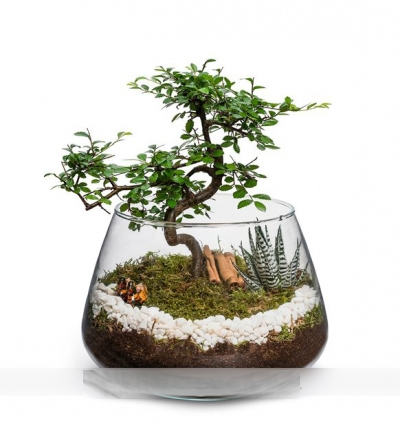 Körfez Çiçekçi Mini Bonsai Teraryum